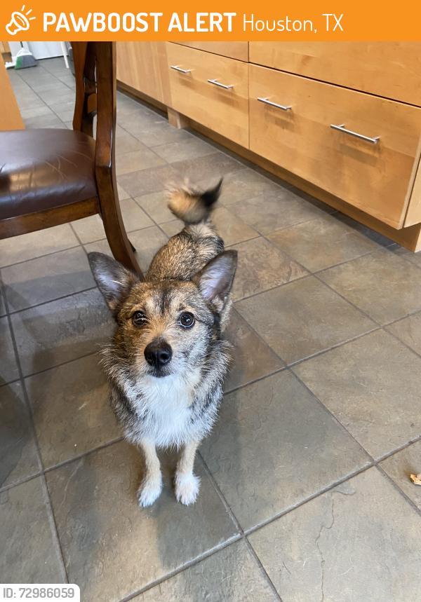 Found/Stray Female Dog last seen S Braeswood and 610, Houston, TX 77096