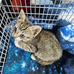 Shelter Stray Male Cat last seen , 141 Canna Ln, Lake Jackson, TX 77566, USA