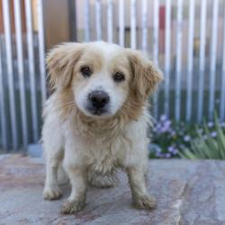Shelter Stray Male Dog last seen , 4575 E Mesquite Ave, Palm Springs, CA 92264, USA