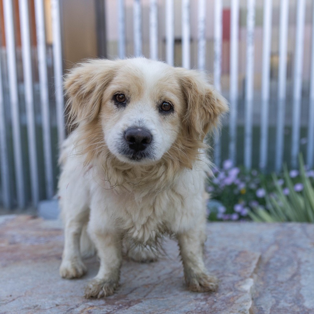 Shelter Stray Male Dog last seen , 4575 E Mesquite Ave, Palm Springs, CA 92264, USA