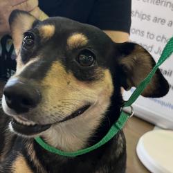 Shelter Stray Female Dog last seen , 4575 E Mesquite Ave, Palm Springs, CA 92264, USA