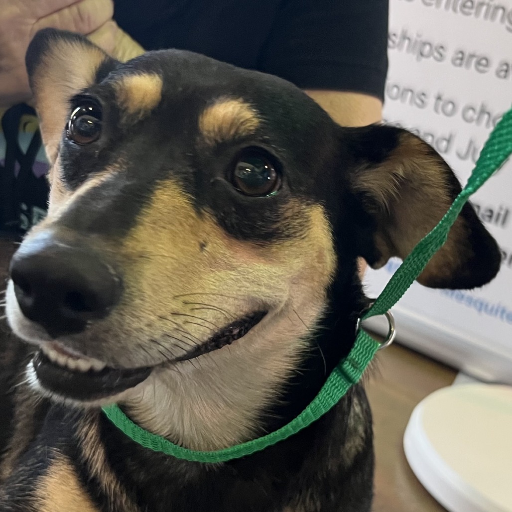Shelter Stray Female Dog last seen , 4575 E Mesquite Ave, Palm Springs, CA 92264, USA