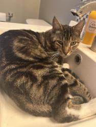 Lost Male Cat last seen Crane dr, Safety Harbor, FL 34695