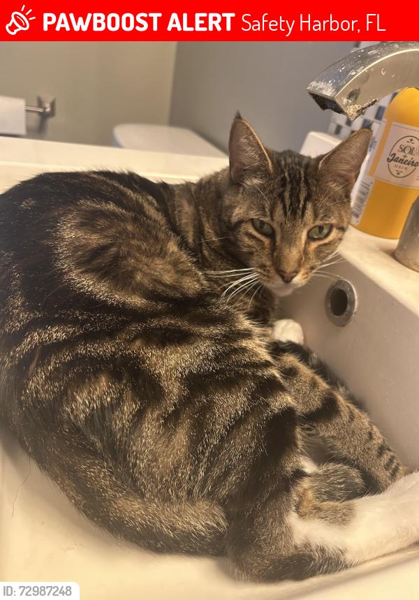 Lost Male Cat last seen Crane dr, Safety Harbor, FL 34695