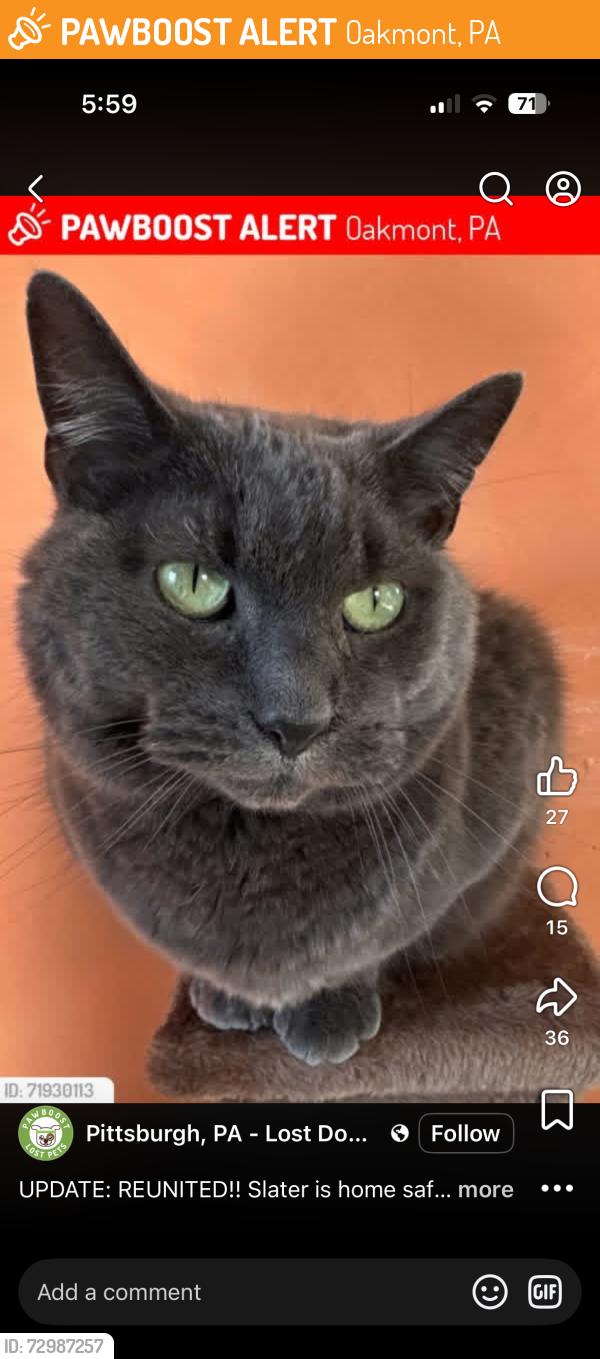 Found/Stray Male Cat last seen Near 5th street backyard, Oakmont, PA 15139