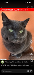 Found/Stray Male Cat last seen Near 5th street backyard, Oakmont, PA 15139