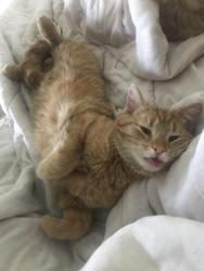 Lost Male Cat last seen County rd 34, Kingsville, ON 