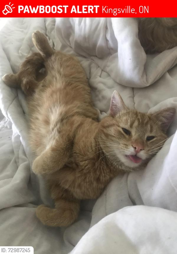 Lost Male Cat last seen County rd 34, Kingsville, ON 