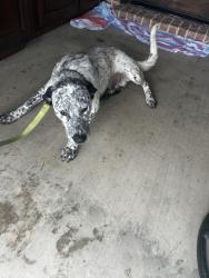 Found/Stray Male Dog last seen Osage trail, Osage Trail, LA 70578