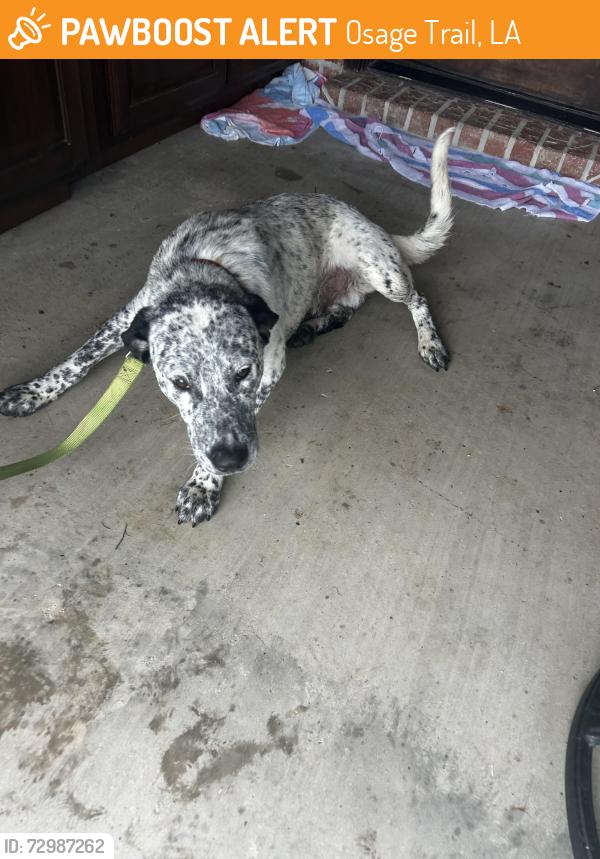 Found/Stray Male Dog last seen Osage trail, Osage Trail, LA 70578