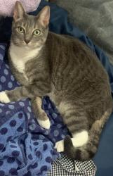 Lost Male Cat last seen 186th st and 90th ave, Queens, NY 11423