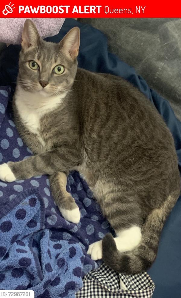 Lost Male Cat last seen 186th st and 90th ave, Queens, NY 11423