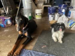 Found/Stray Female Dog last seen La Presa , Rancho Cordova, CA 95670