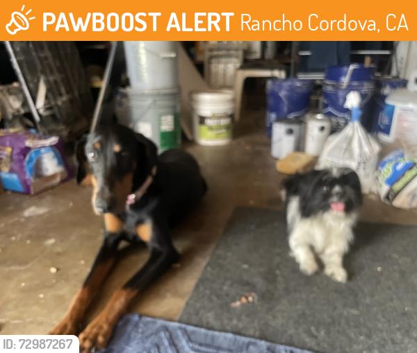 Found/Stray Female Dog last seen La Presa , Rancho Cordova, CA 95670