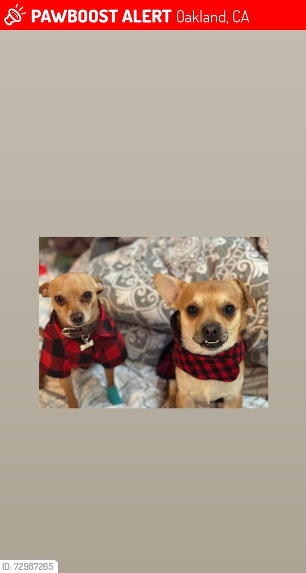 Lost Male Dog last seen Birch st and 103rd , Oakland, CA 94603