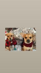 Lost Male Dog last seen Birch st and 103rd , Oakland, CA 94603