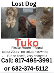Lost Male Dog last seen 35w and Morningside , Fort Worth, TX 76104