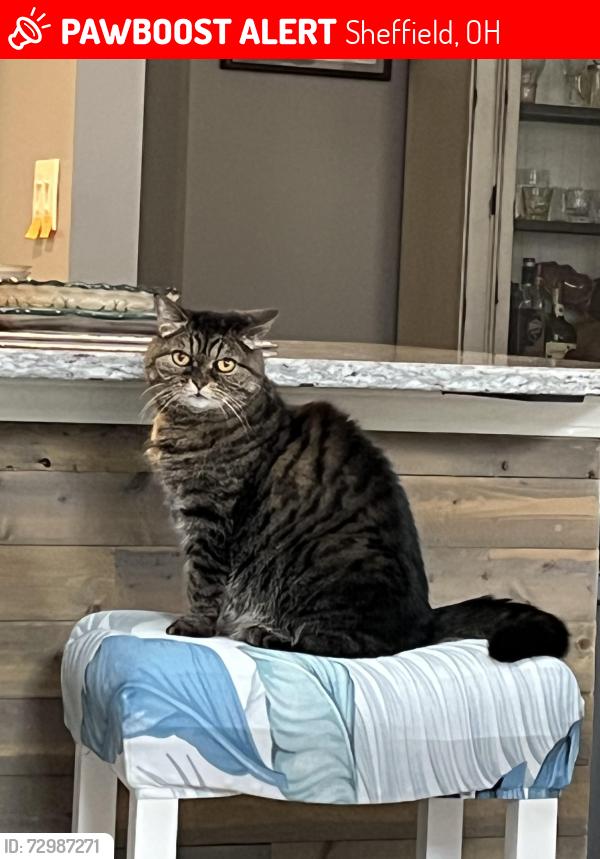 Lost Female Cat last seen Detroit Rd, Sheffield, OH 44054