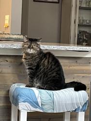 Lost Female Cat last seen Detroit Rd, Sheffield, OH 44054