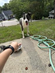 Found/Stray Female Dog last seen Hoot owl ct , Raleigh, NC 27603
