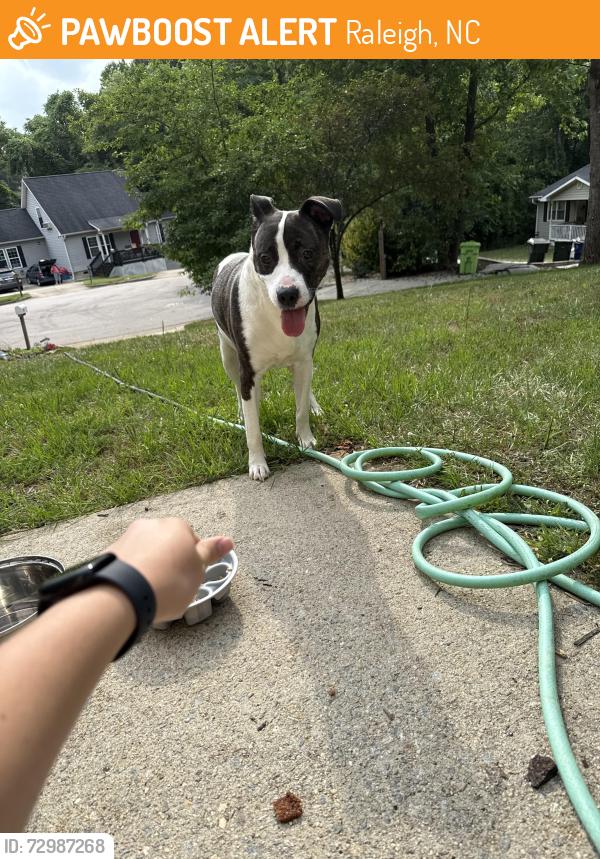 Found/Stray Female Dog last seen Hoot owl ct , Raleigh, NC 27603