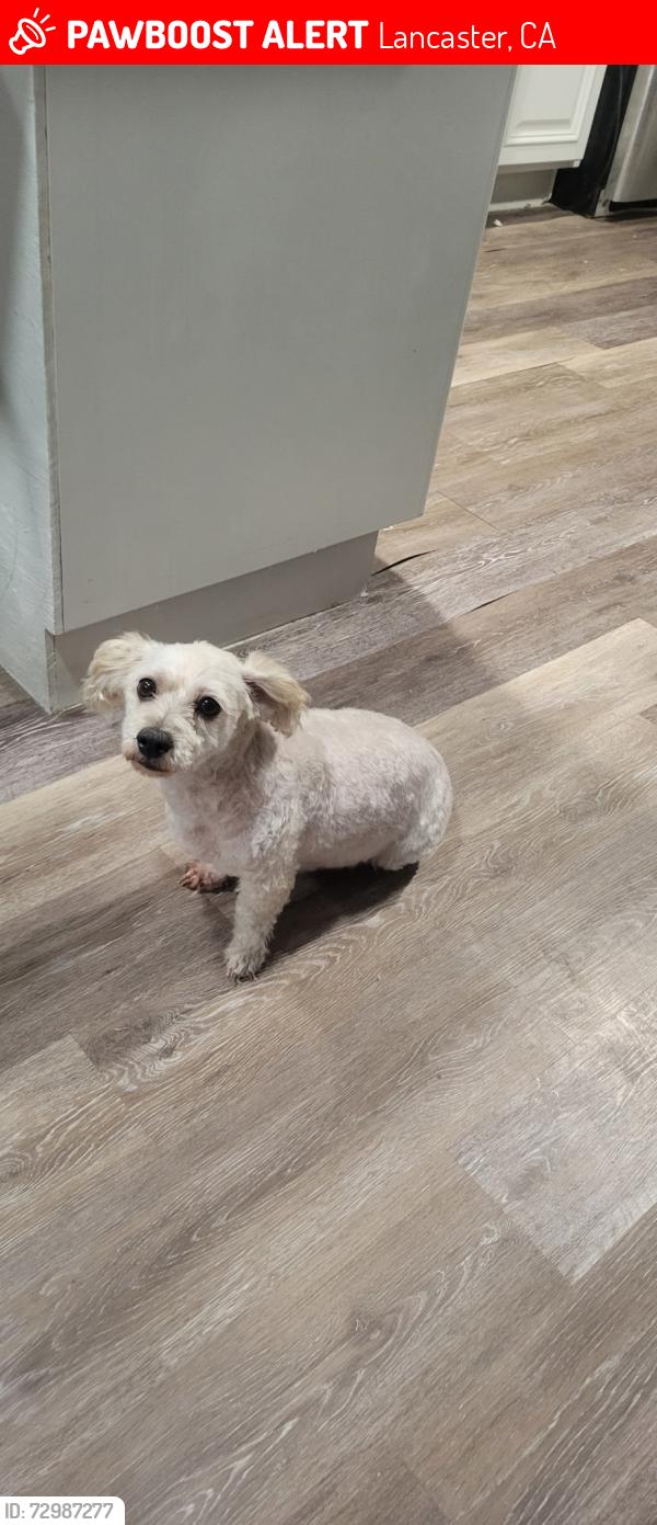 Lost Female Dog last seen Ave I, Lancaster, CA 93535