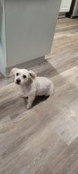 Lost Female Dog last seen Ave I, Lancaster, CA 93535
