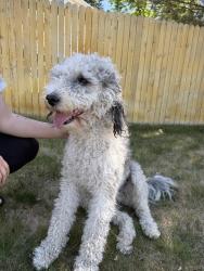 Reunited Female Dog last seen S Walden Way & S Waco Way, Aurora, CO 80013
