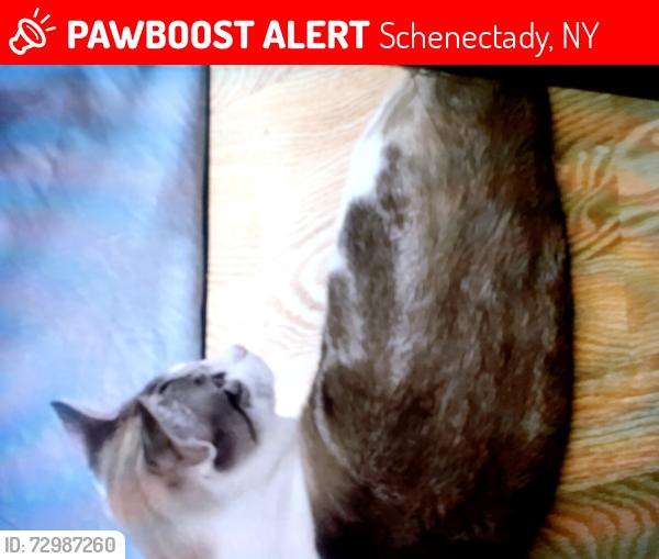 Lost Male Cat last seen By park place and union college , Schenectady, NY 12305