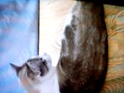 Lost Male Cat last seen By park place and union college , Schenectady, NY 12305
