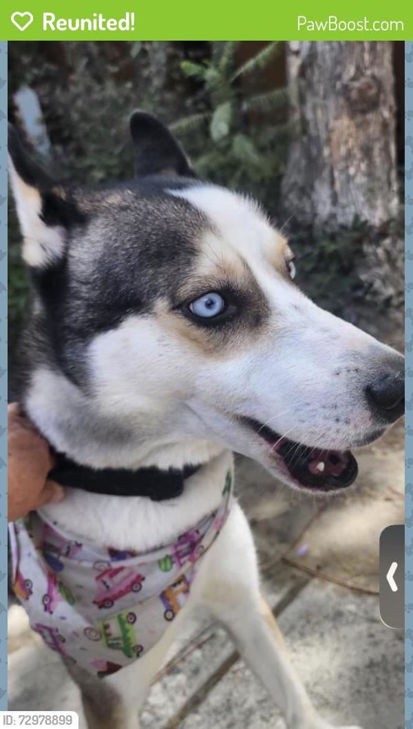 Reunited Male Dog last seen Rosecrans and Flatbush, Norwalk, CA 90650