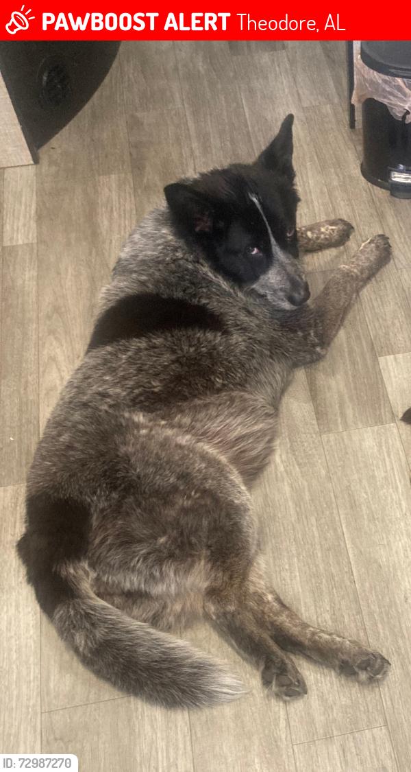 Lost Female Dog last seen Wendys, Theodore, AL 36582