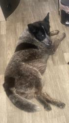 Lost Female Dog last seen Wendys, Theodore, AL 36582