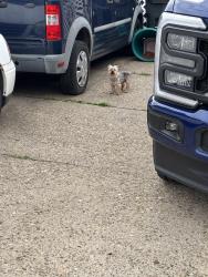 Found/Stray Male Dog last seen Nassau St and Princeton Ave, Uniontown, PA 15401