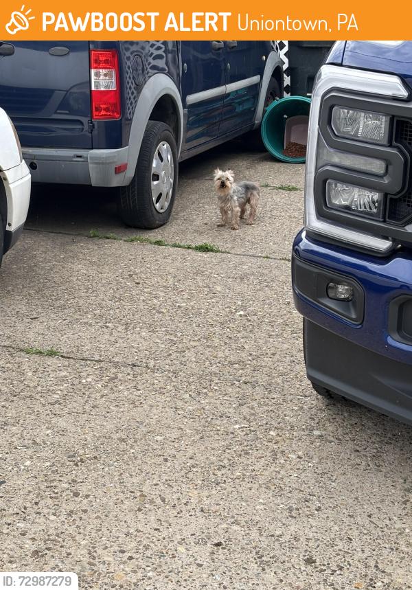 Found/Stray Male Dog last seen Nassau St and Princeton Ave, Uniontown, PA 15401