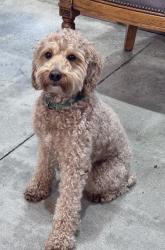 Reunited Male Dog last seen Cutler Ridge Drive and Carribean , Cutler Bay, FL 33157
