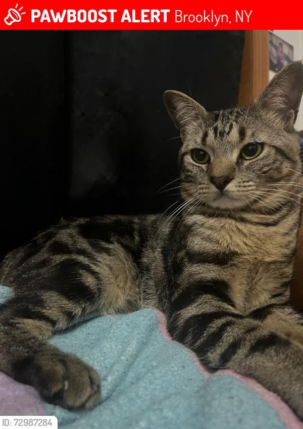 Lost Male Cat last seen Marcus Garvey Lewis Ave Lafayette Ave , Brooklyn, NY 11221