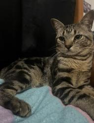 Lost Male Cat last seen Marcus Garvey Lewis Ave Lafayette Ave , Brooklyn, NY 11221