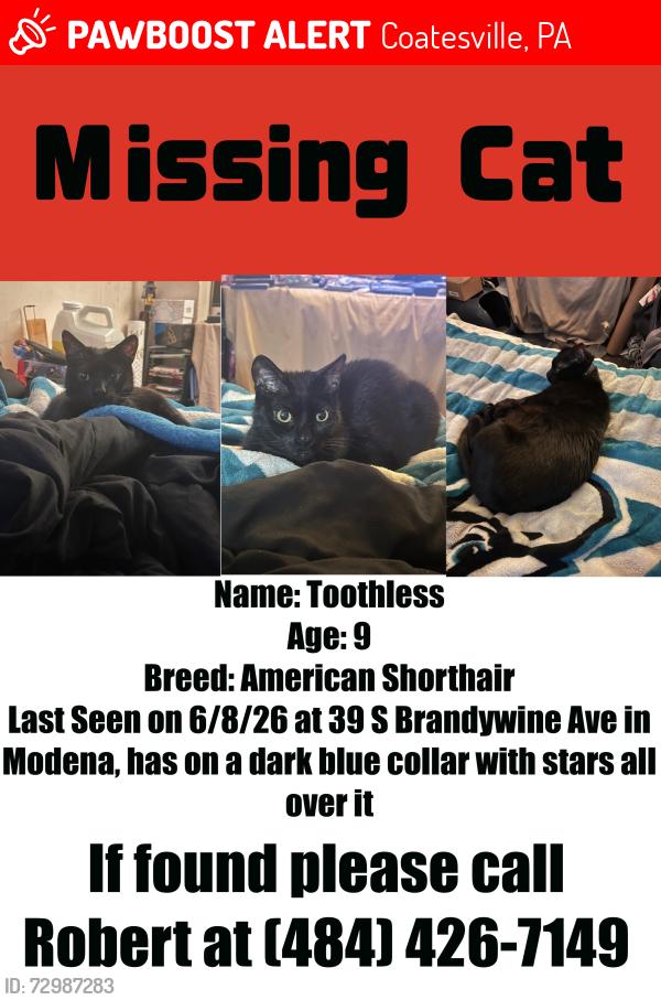 Lost Male Cat last seen S Brandywine Ave in Modena, Coatesville, PA 19320