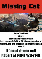 Lost Male Cat last seen S Brandywine Ave in Modena, Coatesville, PA 19320