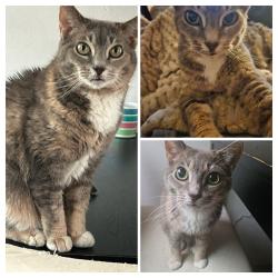 Lost Female Cat last seen Cape may and Bacon, San Diego, CA 92107