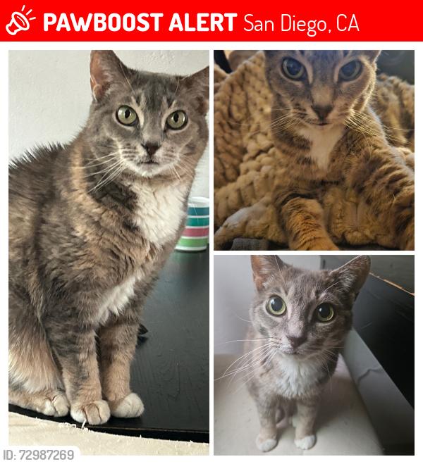 Lost Female Cat last seen Cape may and Bacon, San Diego, CA 92107