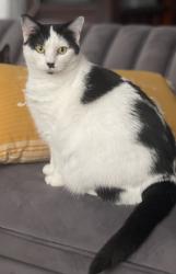 Reunited Female Cat last seen Catgut Marina, La Crosse, WI 54603
