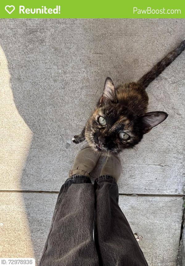 Reunited Female Cat last seen Spruce Ln, Princeton, TX 75407