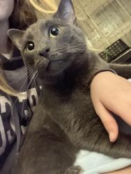 Reunited Male Cat last seen Donegal Ave and sterling. Emerald greens neighborhood , Troy, NY 12180