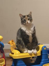 Reunited Female Cat last seen Van siclen, Brooklyn, NY 11207
