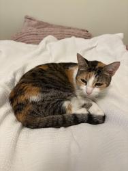 Lost Female Cat last seen Kewannee trail , Maitland, FL 32751