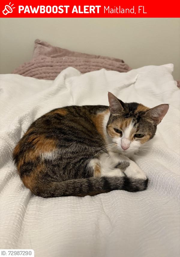 Lost Female Cat last seen Kewannee trail , Maitland, FL 32751