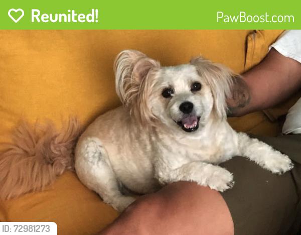 Reunited Female Dog last seen Near handel way x Odell, San Diego, CA 92126