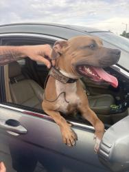 Found/Stray Male Dog last seen El Camino real Ave, Jasmine Estates, FL 34668